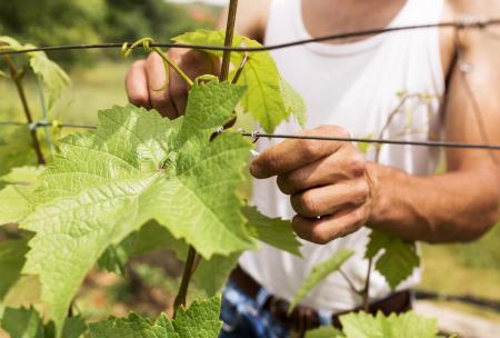 Les « Vendanges solidaires » : un dispositif pour cumuler RSA et emploi saisonnier viticole dans l'Hérault